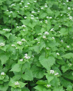 Flowering second year garlic mustard, not as tasty as first year