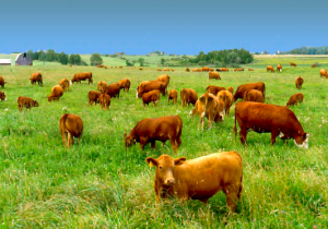 Enjoy raw milk from grass fed cows on pasture