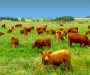 Enjoy raw milk from grass fed cows on pasture