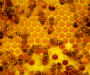 Raw honey cured my allergy symptoms