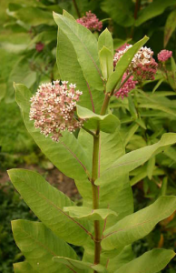 Common Milkweed - Asclepias syriaca