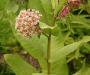 Common Milkweed - Asclepias syriaca