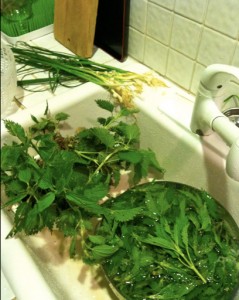 Wild garlic and nettles. Wild garlic are the chive looking things. They grow all over. Most people spray them dead and mow them down, but they are really good to eat! BTW, nettles smell like fresh grass when you wash them.