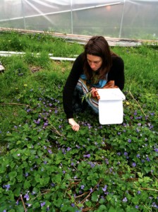 Lush violets. These things were huge. It's like they are growing in a radioactive field, but it's just the vibrant energy of the place. Really tasty, the flowers have a mild black pepper flavor. The leaves are also nice and soothing.