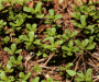 Purslane a wanted weed